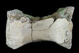 Theropod Caudal Vertebra - Alberta (Disposition #-) #97344-2
